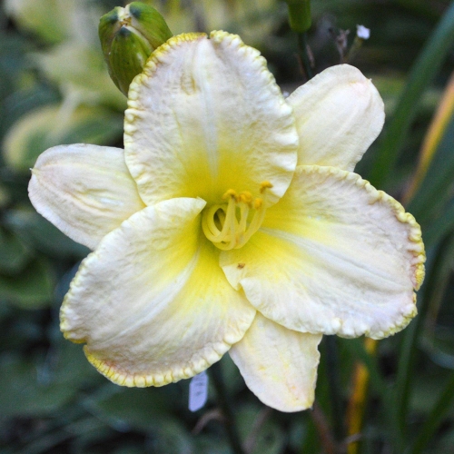 Daylily-Ruffled-Strawberry-Parfait-1200x-DSC 0077