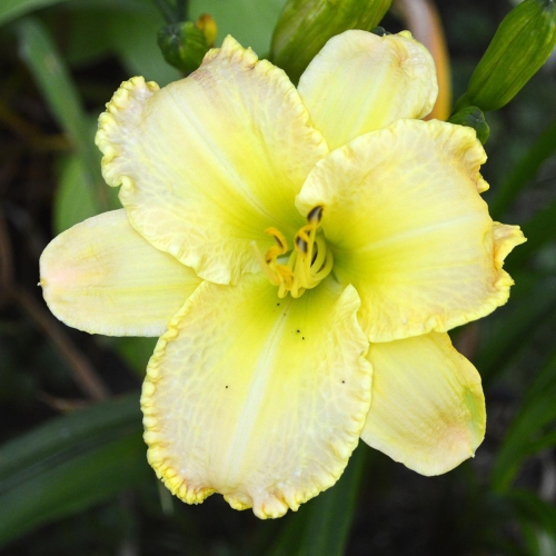 Daylily-Ruffled-Strawberry-Parfait-1200x-DSC 0123
