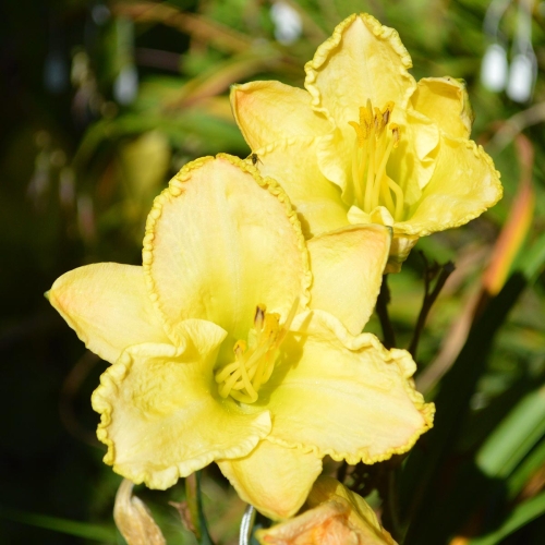 Daylily-Ruffled-Strawberry-Parfait-1200x-DSC 0206