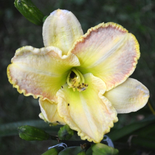 Daylily-Ruffled-Strawberry-Parfait-1200x-DSC 0221