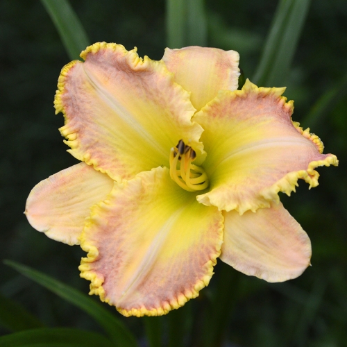 Daylily (Hemerocallis) Ruffled Strawberry Parfait