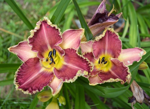 Daylily-Sea-Dragon-1200h-DSC 0307