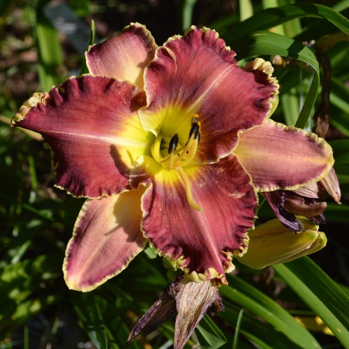 Daylily-Sea-Dragon-1200x-DSC 0135