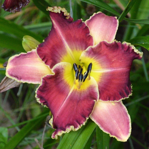Daylily-Sea-Dragon-1200x-DSC 0233