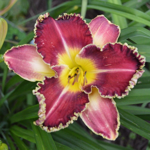 Daylily (Hemerocallis) Sea Dragon