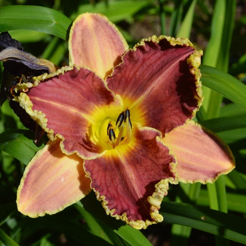 Daylily-Sea-Dragon-1200x-DSC 0439