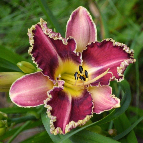 Daylily-Sea-Dragon-1200x-DSC 0803