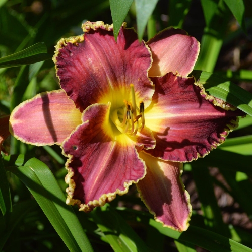 Daylily-Sea-Dragon-1200x-DSC 0825