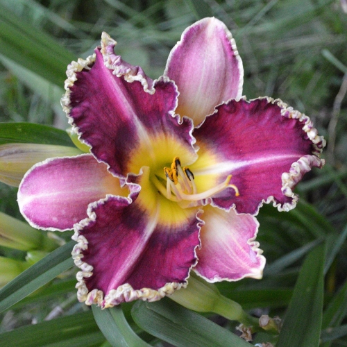 Daylily-Sea-Dragon-1200x-DSC 0929