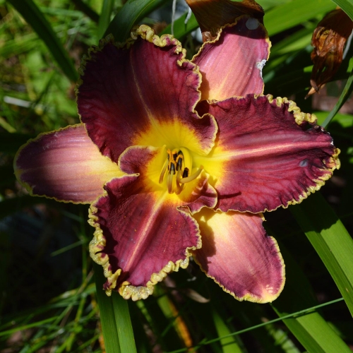 Daylily-Sea-Dragon-1200x-SC 0824