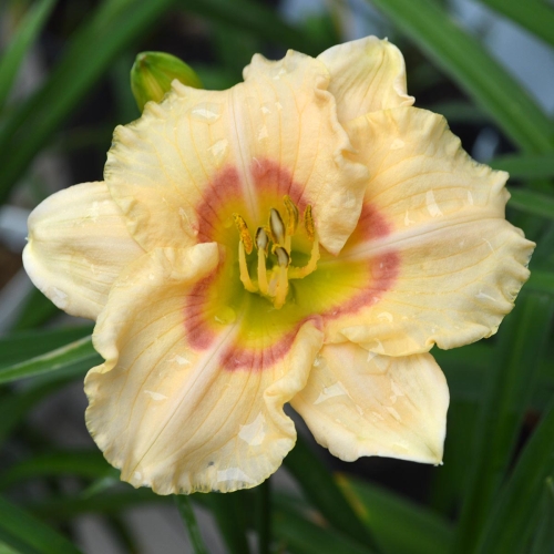 Daylily-Siloam-Baby-Talk-1200x-DSC 0129