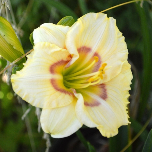Daylily (Hemerocallis) Siloam Baby Talk