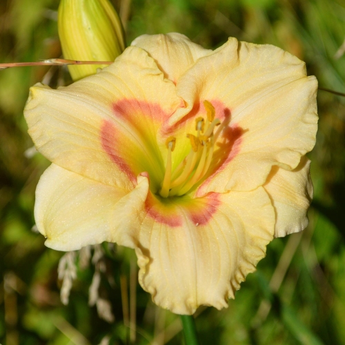 Daylily-Siloam-Baby-Talk-1200x-DSC 0365