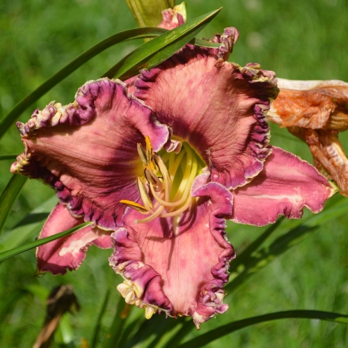 Daylily-Social-Network-1200w-DSC 0073