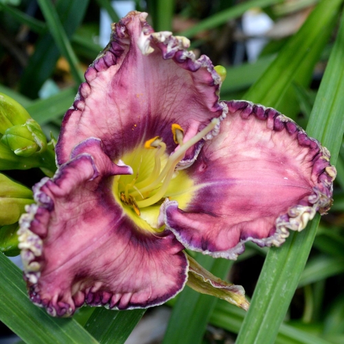 Daylily-Social-Network-1200w-DSC 0991