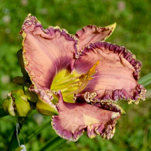 Daylily-Social-Network-1200x-DSC 0032