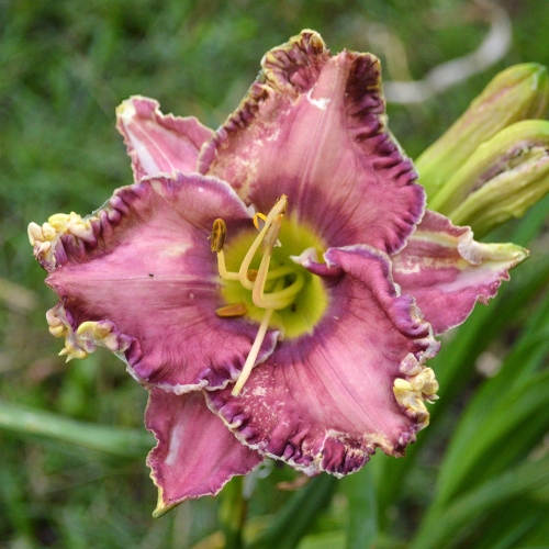 Daylily-Social-Network-1200x-DSC 0120