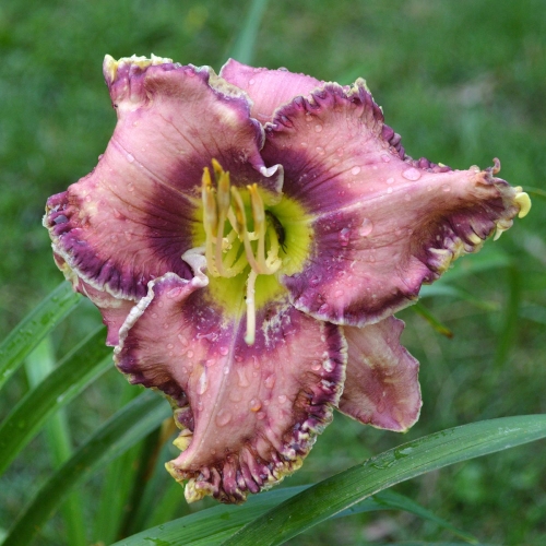Daylily-Social-Network-1200x-DSC 0198