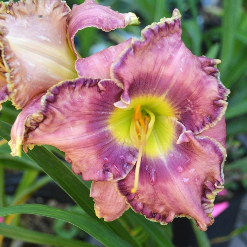 Daylily-Social-Network-1200x-DSC 0219