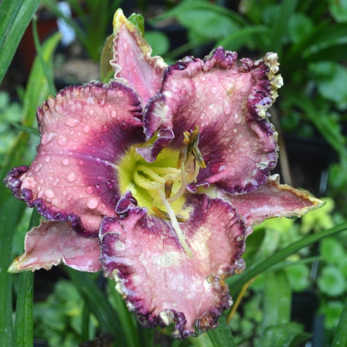 Daylily-Social-Network-1200x-DSC 0980