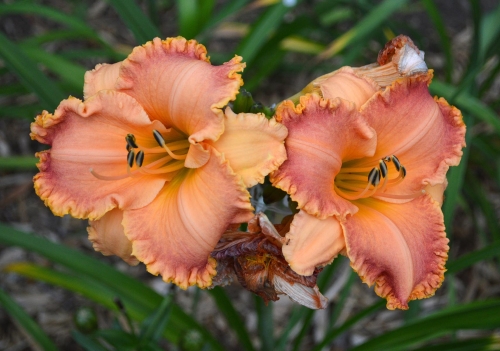 Daylily-Something-In-My-Teeth-1200h-DSC 0287