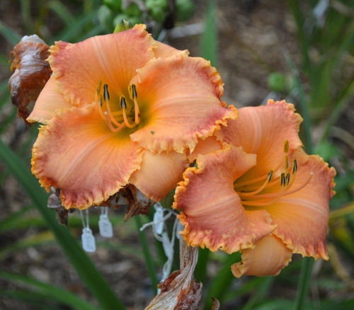Daylily-Something-In-My-Teeth-1200h-DSC 0317
