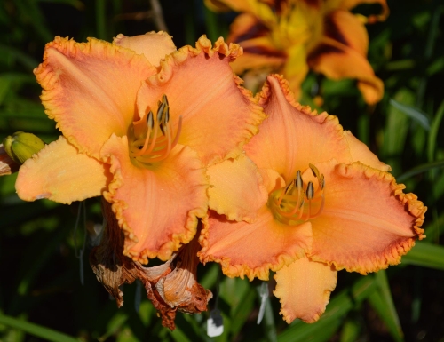 Daylily-Something-In-My-Teeth-1200h-DSC 1050