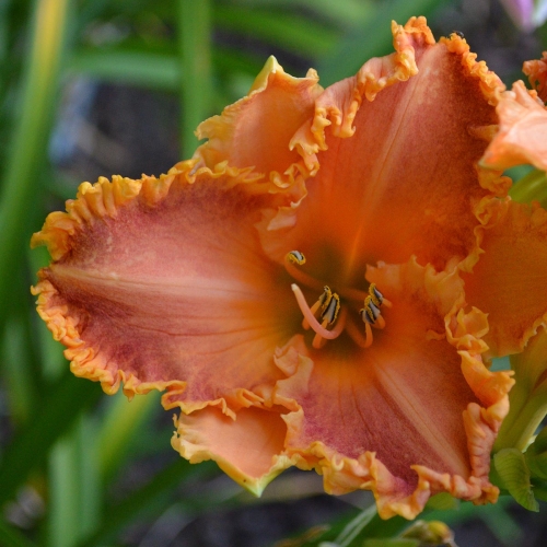 Daylily-Something-In-My-Teeth-1200x-DSC 0223