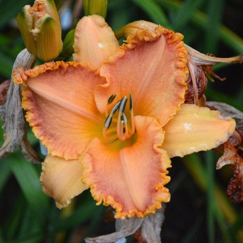 Daylily-Something-In-My-Teeth-1200x-DSC 0263