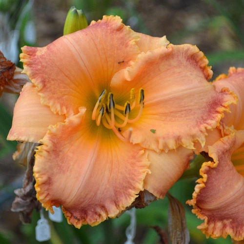 Daylily-Something-In-My-Teeth-1200x-DSC 0321