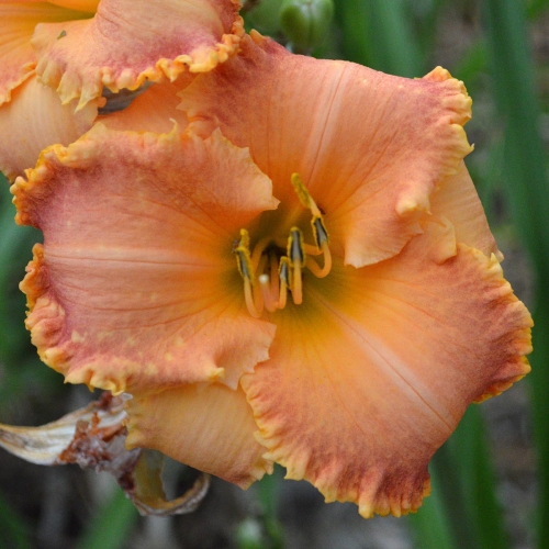 Daylily-Something-In-My-Teeth-1200x-DSC 0322
