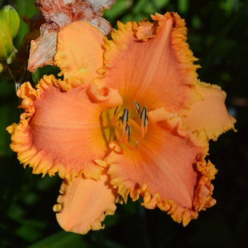 Daylily-Something-In-My-Teeth-1200x-DSC 0455