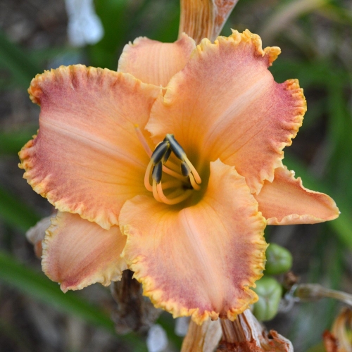 Daylily-Something-In-My-Teeth-1200x-DSC 0544
