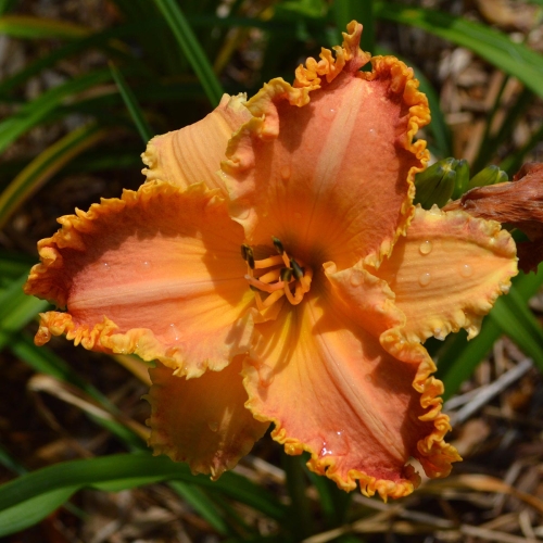 Daylily-Something-In-My-Teeth-1200x-DSC 0591