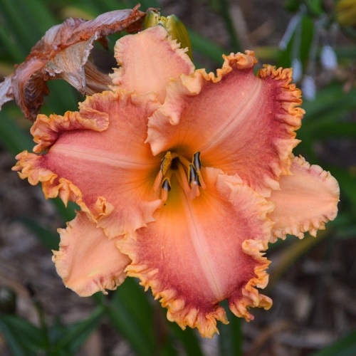 Daylily (Hemerocallis) Something In My Teeth