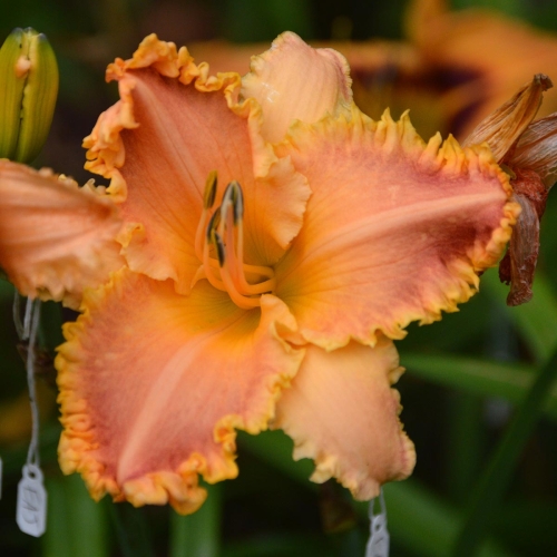 Daylily-Something-In-My-Teeth-1200x-DSC 0703