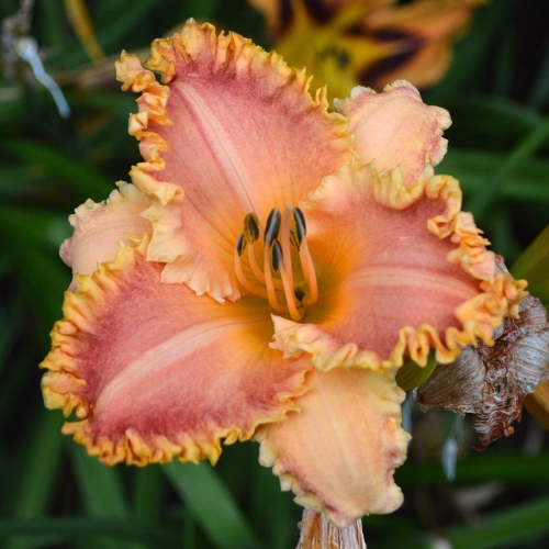 Daylily-Something-In-My-Teeth-1200x-DSC 0831