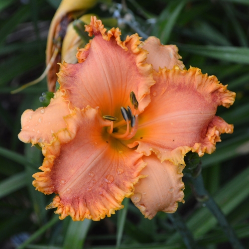 Daylily-Something-In-My-Teeth-1200xDSC 0078