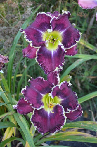 Daylily-Sons-Of-Thunder-1200w-DSC 0032