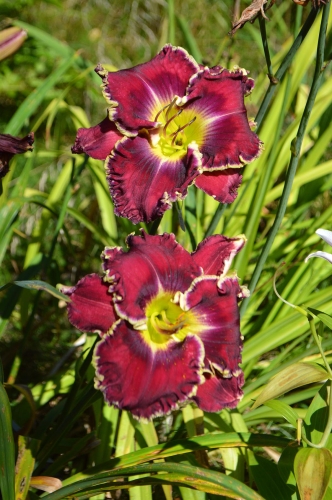 Daylily-Sons-Of-Thunder-1200w-DSC 0064