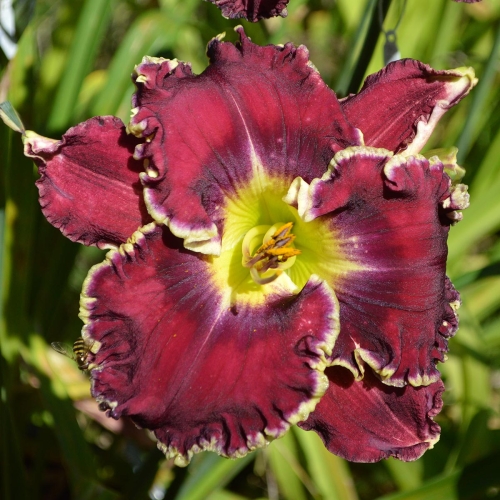 Daylily-Sons-Of-Thunder-1200x-DSC 0019