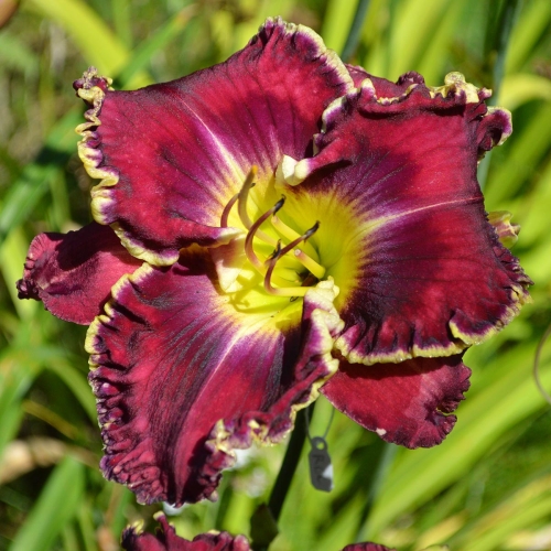 Daylily-Sons-Of-Thunder-1200x-DSC 0022