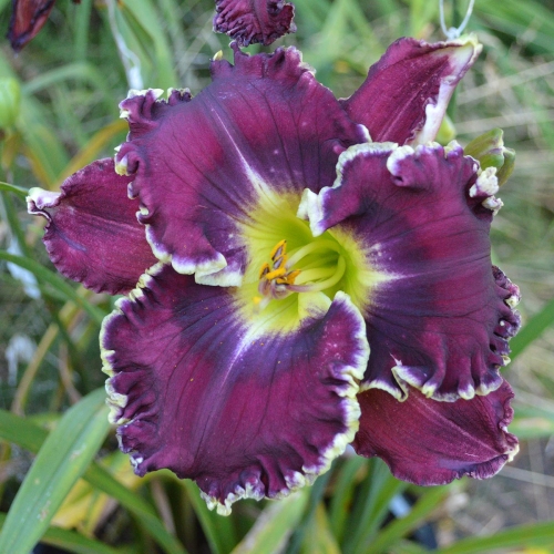Daylily-Sons-Of-Thunder-1200x-DSC 0026