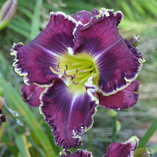 Daylily-Sons-Of-Thunder-1200x-DSC 0030