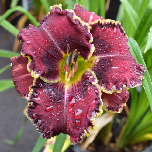 Daylily-Sons-Of-Thunder-1200x-DSC 0097
