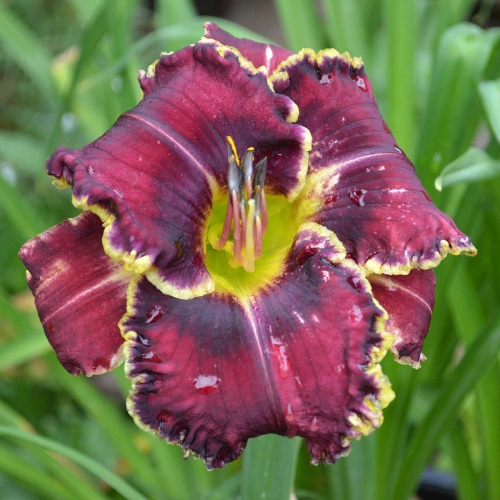 Daylily-Sons-Of-Thunder-1200x-DSC 0159