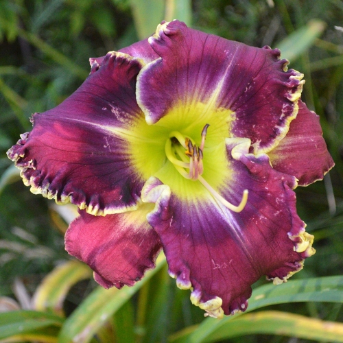 Daylily-Sons-Of-Thunder-1200x-DSC 0245