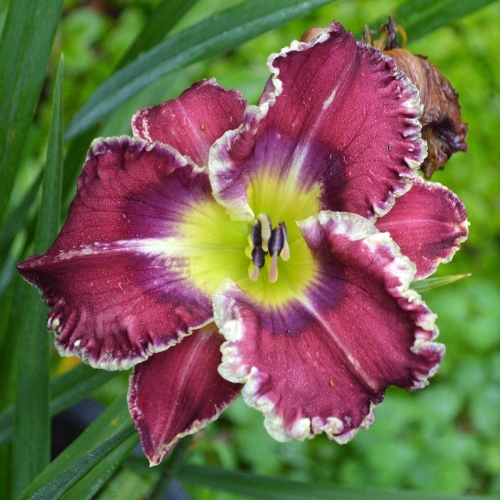 Daylily-Sons-Of-Thunder-1200x-DSC 0283