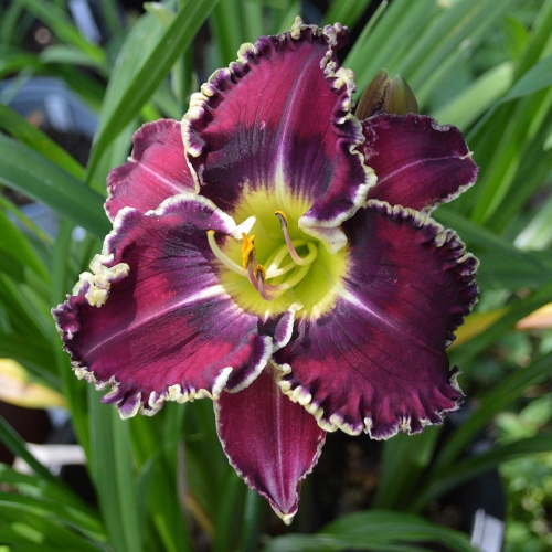 Daylily-Sons-Of-Thunder-1200x-DSC 0306