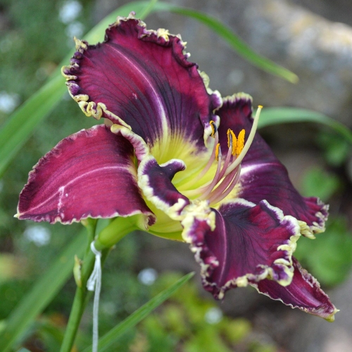 Daylily-Sons-Of-Thunder-1200x-DSC 0315